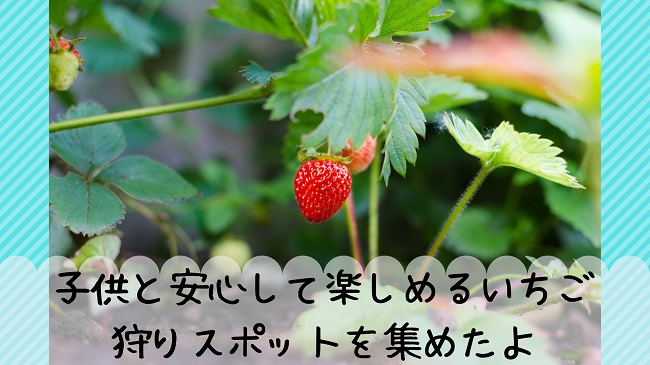 無農薬 減農薬いちご狩りスポットはどこ 全国版12選 Kodomoとナチュララ生活