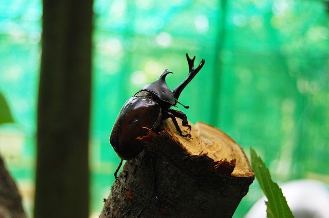 カブトムシ