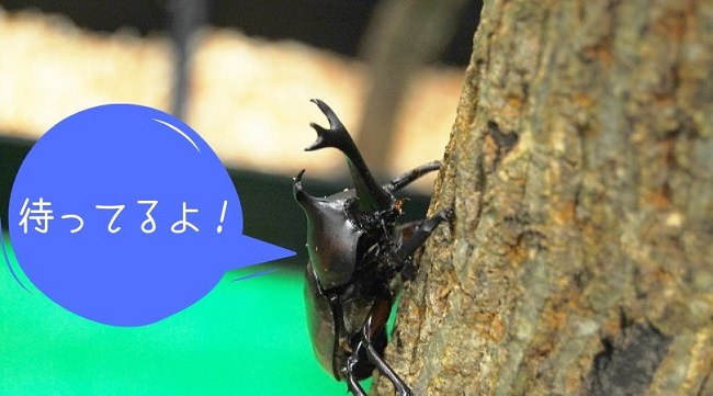 カブトムシ